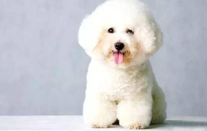 白貴賓比熊健康