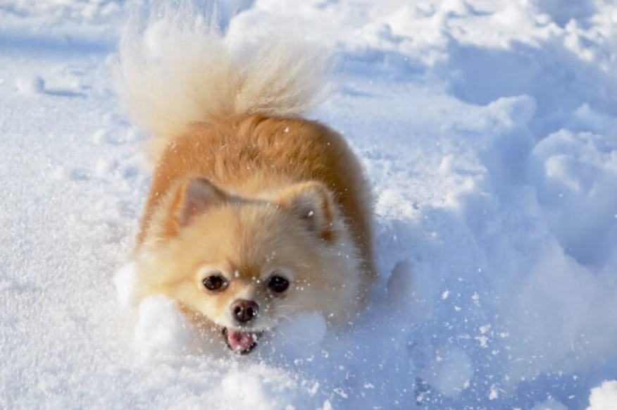 松鼠狗顏色全攻略：種類介紹、遺傳知識與護理秘訣