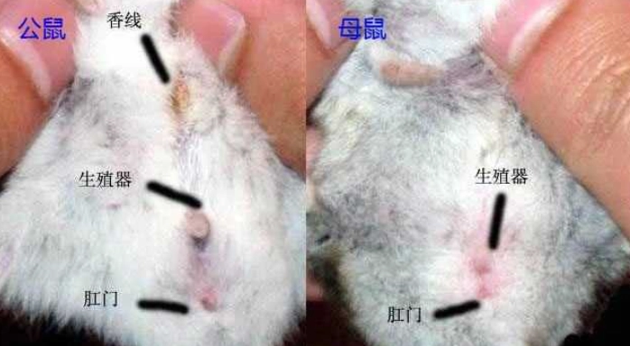 倉鼠香腺堵塞