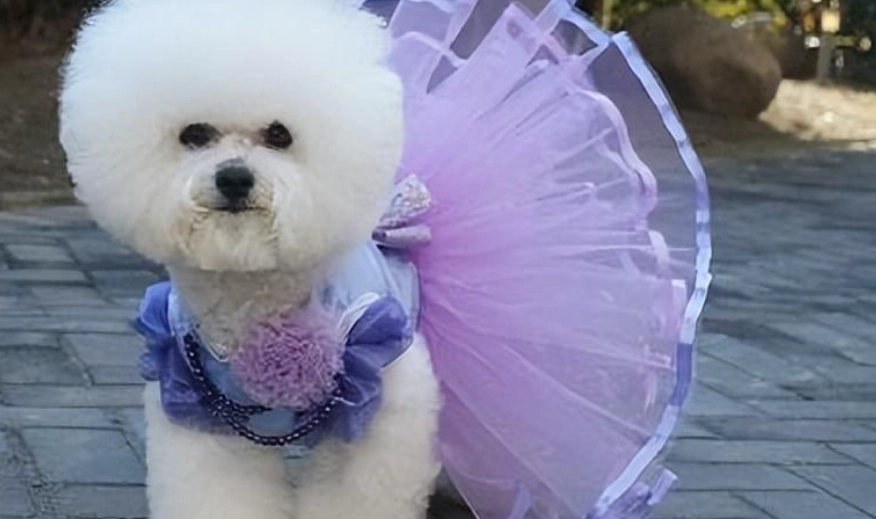 比熊犬健康體重