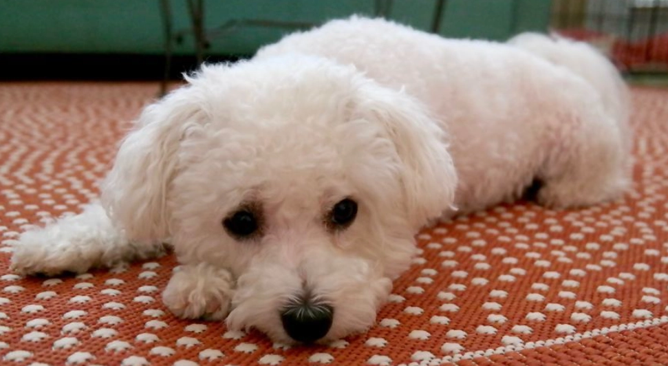 比熊犬體重標準