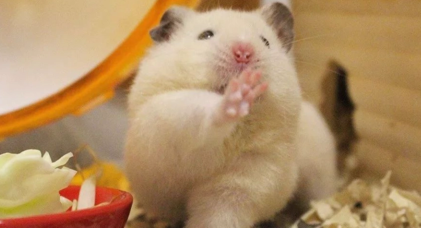 黃金鼠香腺疾病