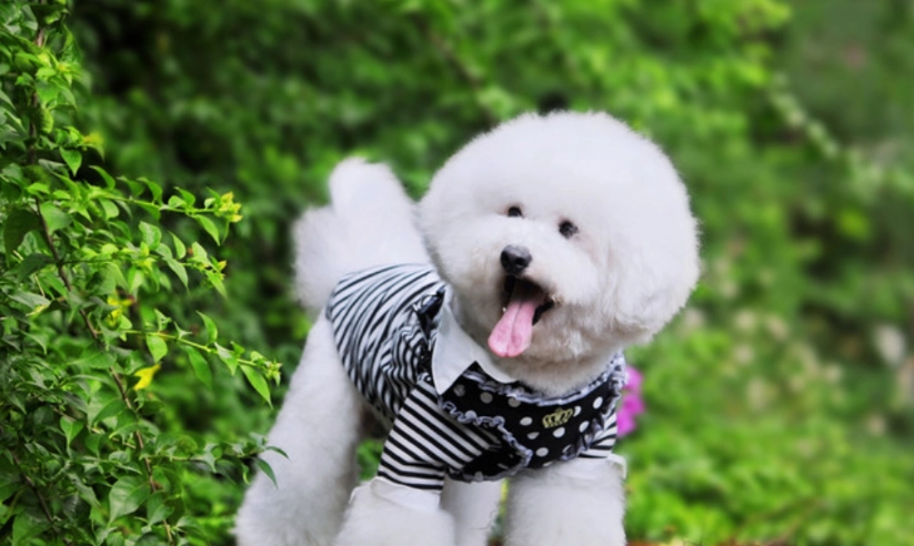 比熊犬體重標準