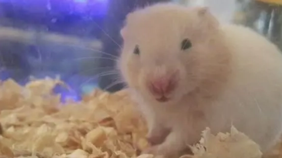 黃金鼠香腺清潔