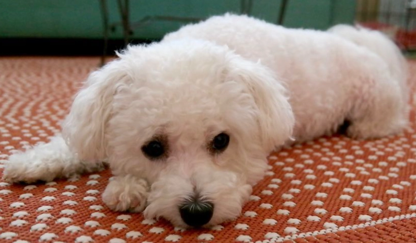 比熊犬體重標準