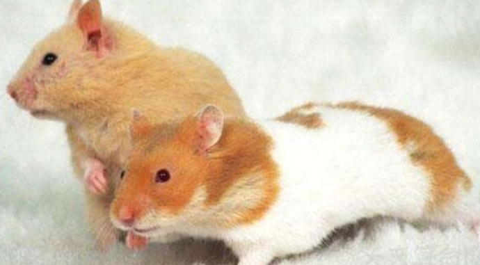 寵物鼠健康問題