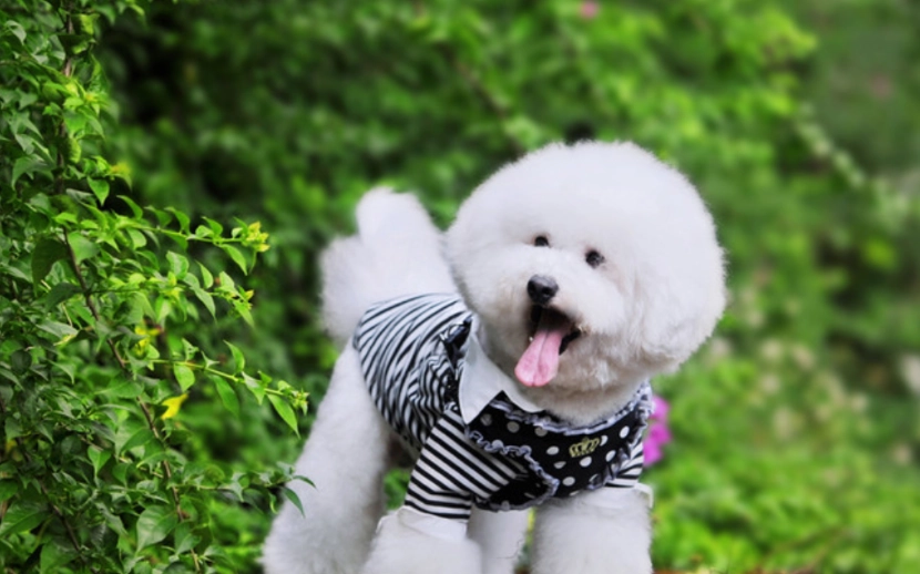 比熊犬健康體重