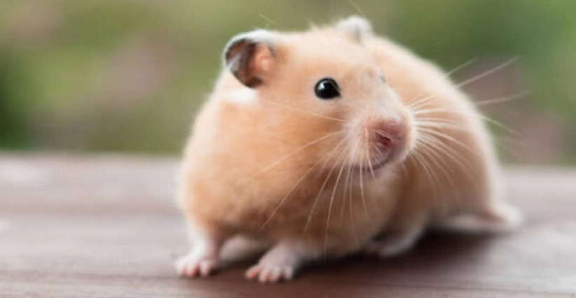 黃金鼠香腺護理