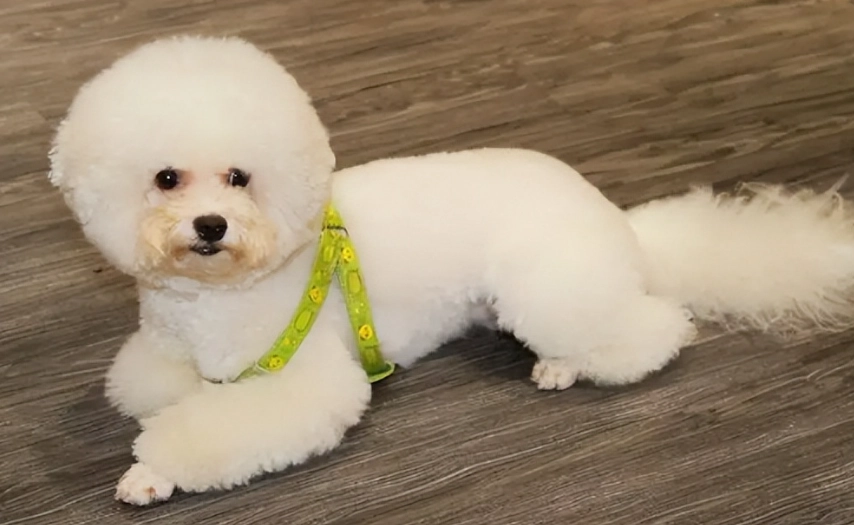 比熊健康體重管理