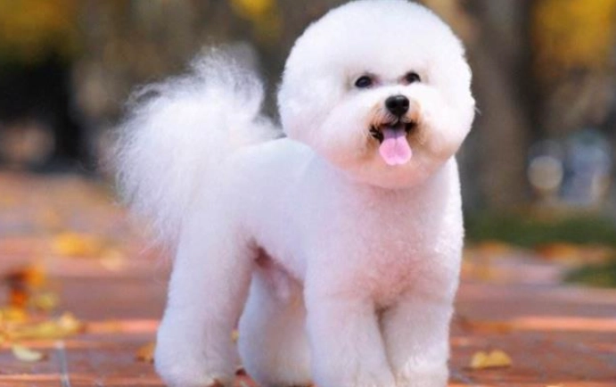 比熊犬健康體重