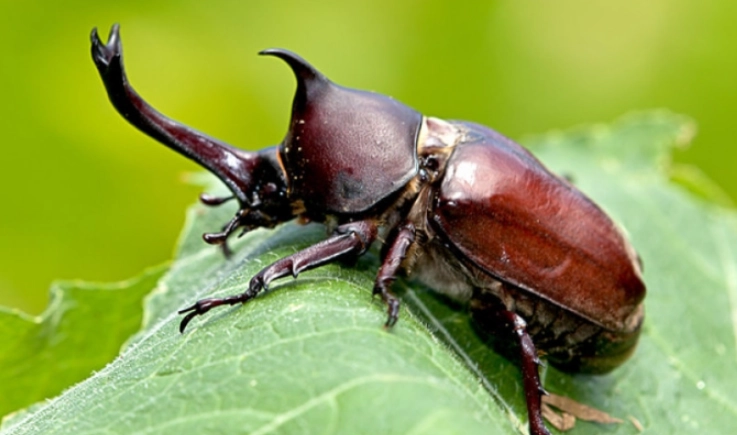 獨角仙角斷掉怎麼辦？完整處理指南與預防方法