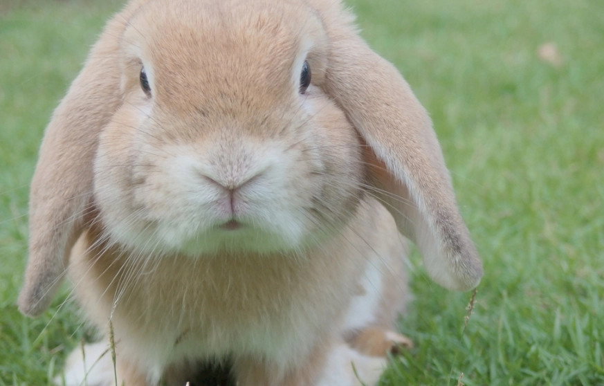 兔子死後眼睛為何不閉