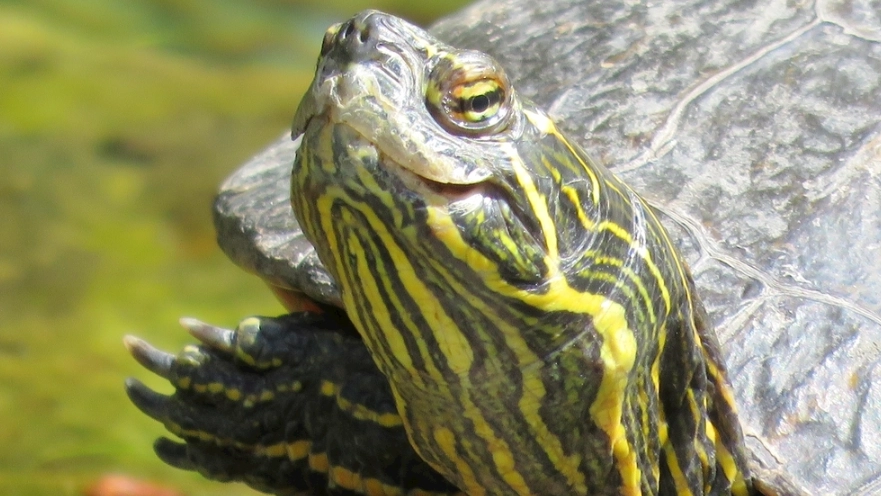 烏龜不吃東西 烏龜不吃東西