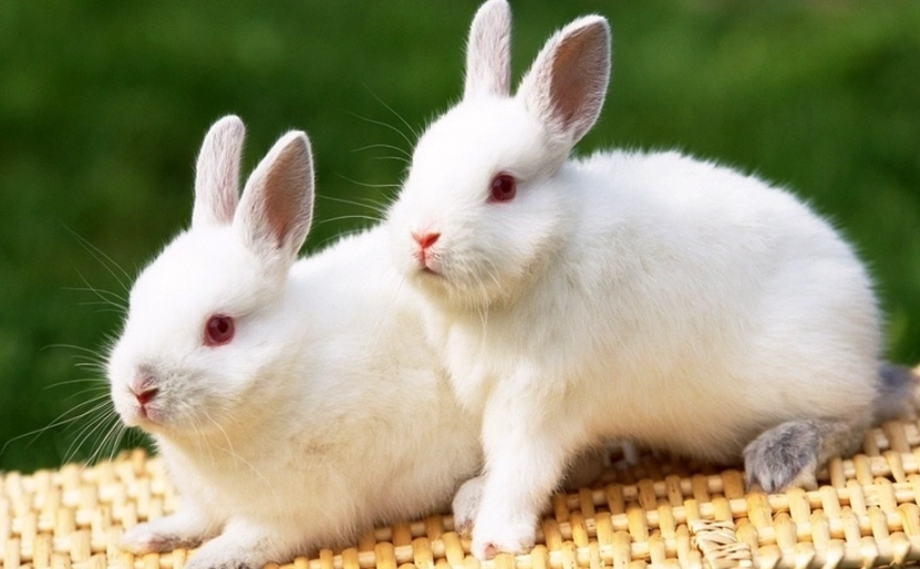 兔子壽命