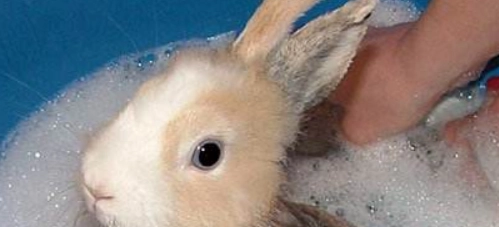 兔子清潔方法