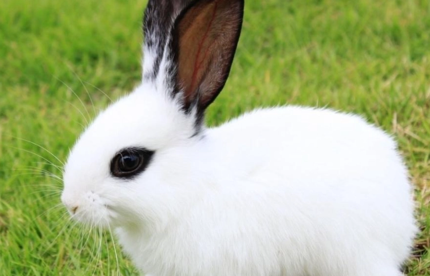 兔子死後眼睛為何不閉