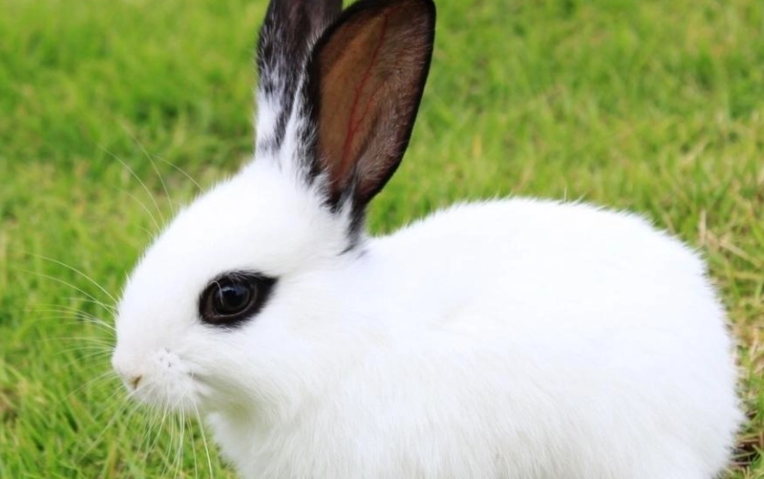 寵物兔情緒管理