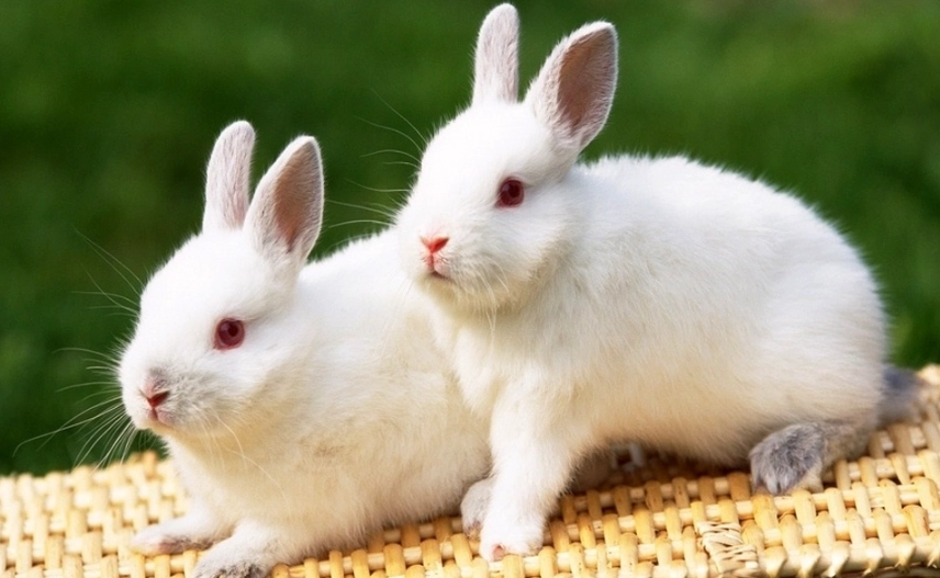 兔子平均壽命