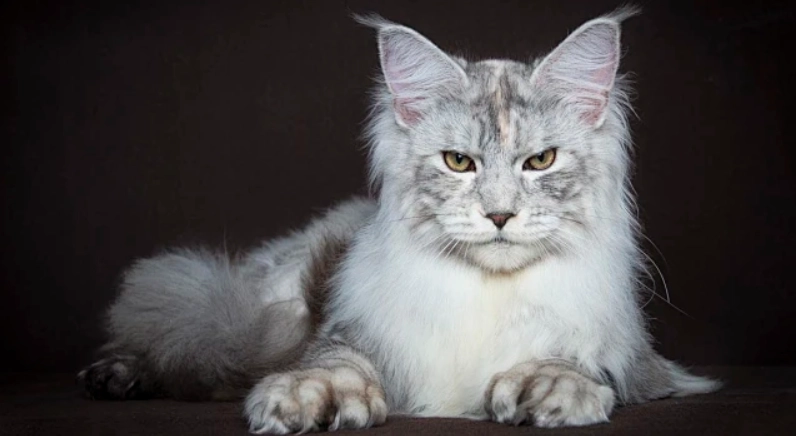 常見貓品種 常見貓品種