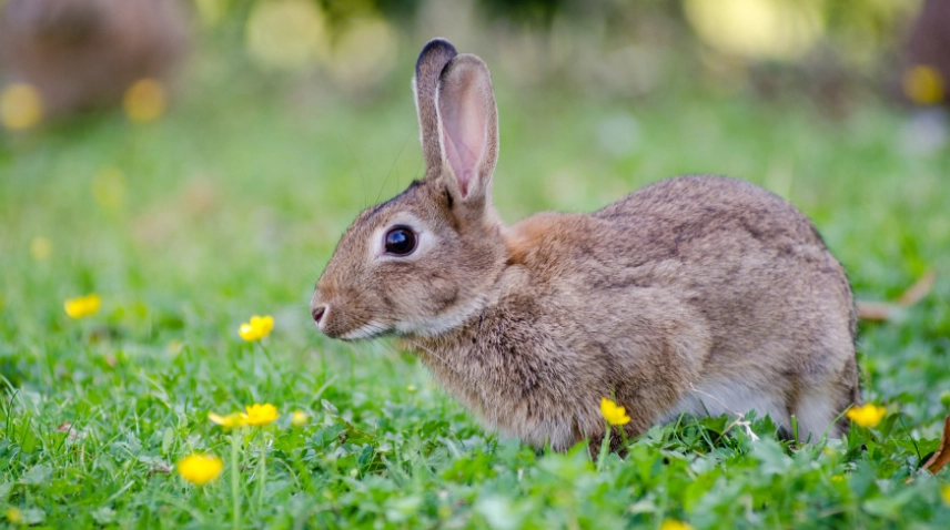 兔子行為解讀