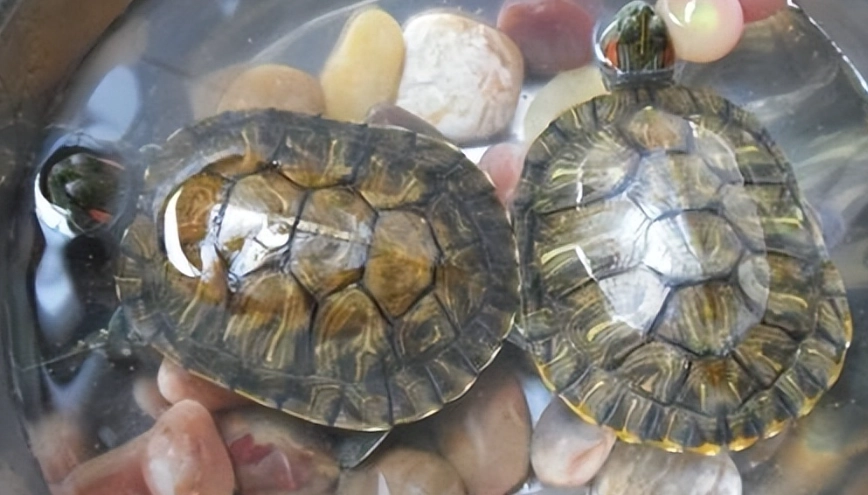 烏龜拒食原因 烏龜拒食原因