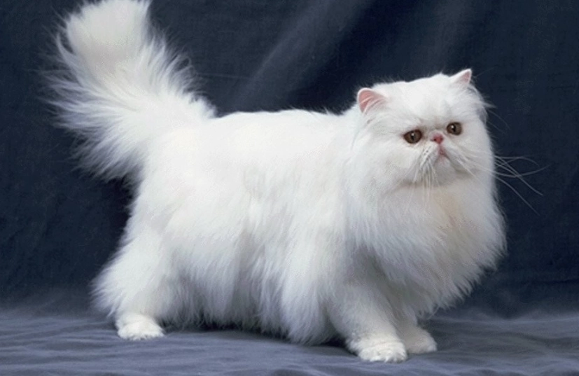 貓咪品種介紹 貓咪品種介紹