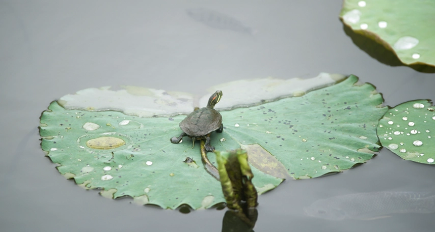 烏龜不吃東西原因