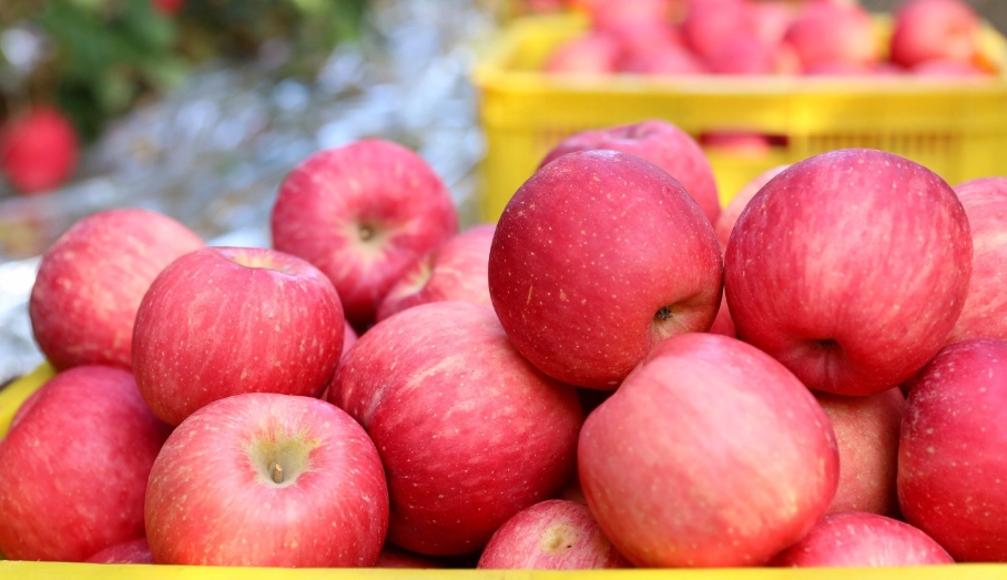 兔子可以吃的水果