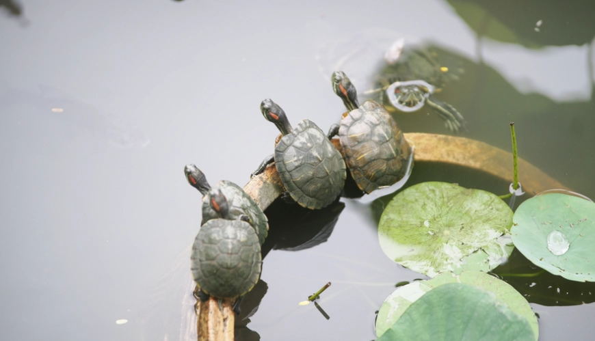 烏龜拒食原因 烏龜拒食原因