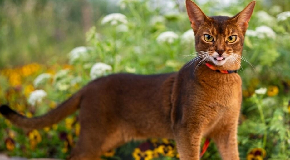 熱門貓品種 熱門貓品種