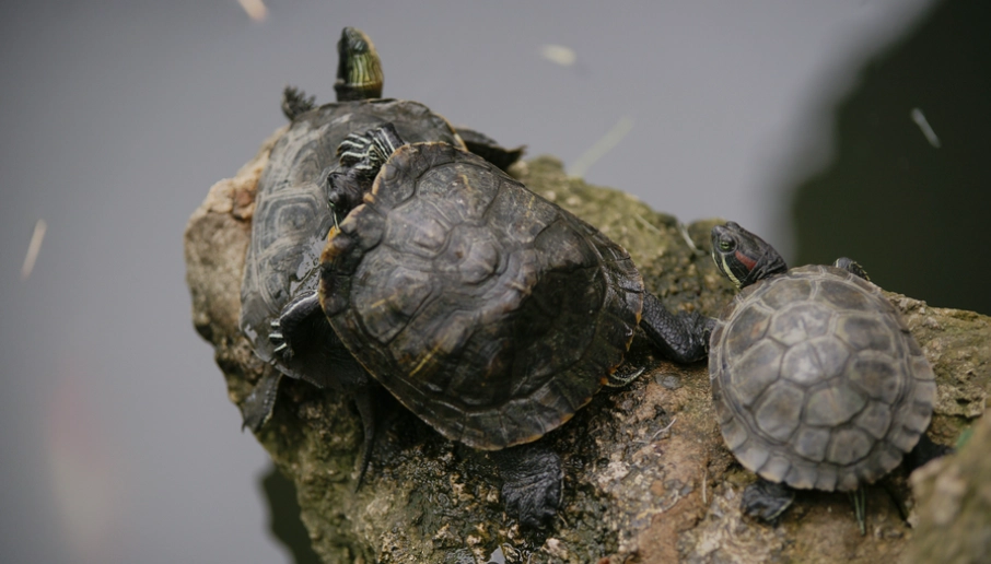 烏龜不吃東西 烏龜不吃東西