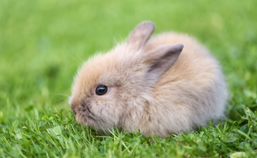 兔子一天喝多少水