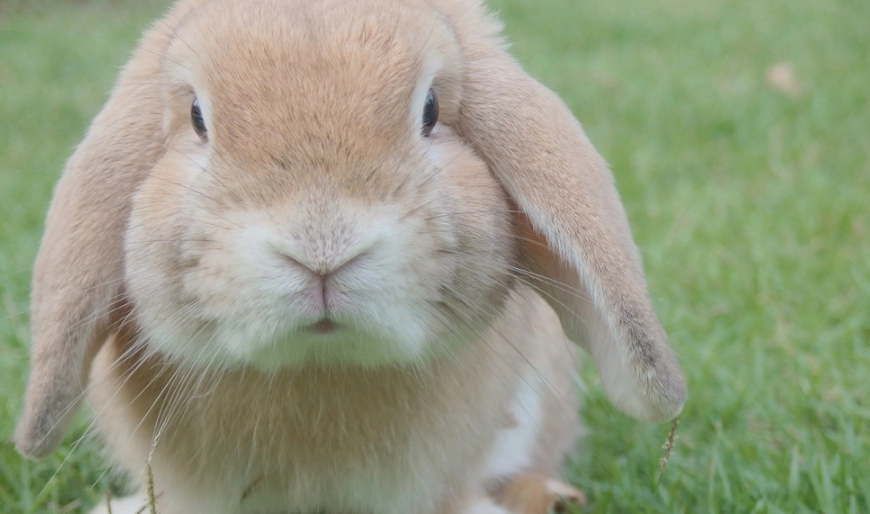 如何讓兔子喜歡你