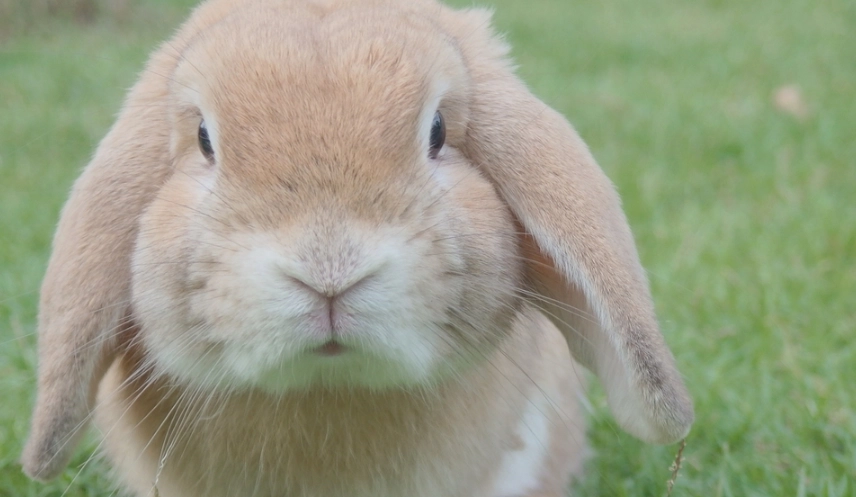 如何讓兔子活更久