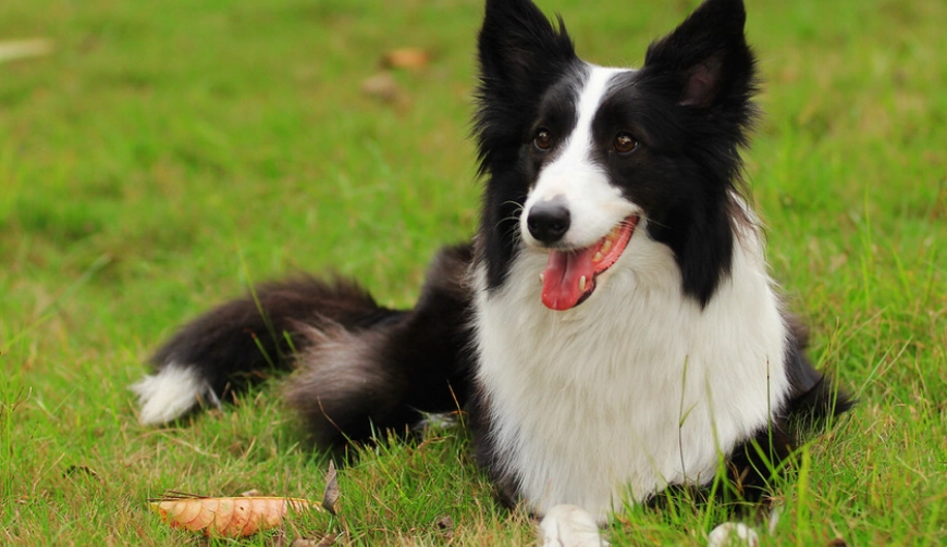 邊境牧羊犬飼養方法