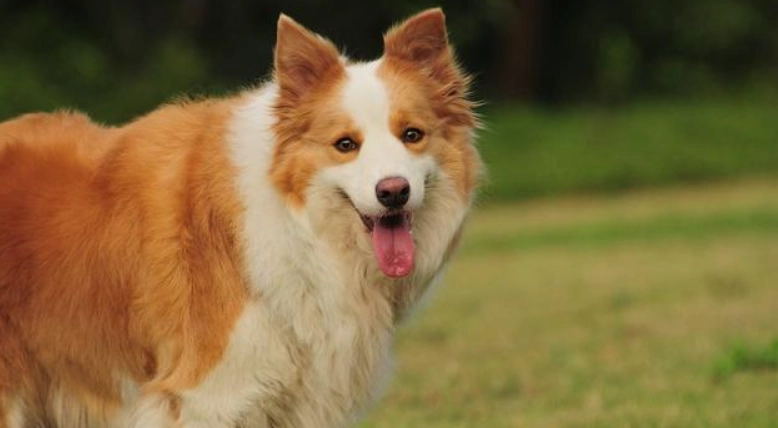 邊境牧羊犬飼養方法