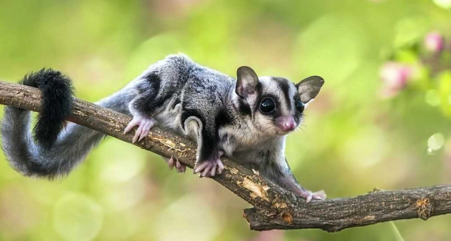 蜜袋鼯健康問題