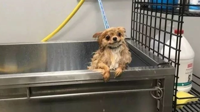 博美狗洗澡注意事項