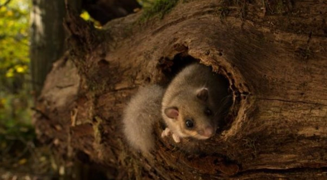 睡鼠斷奶時間 睡鼠斷奶時間
