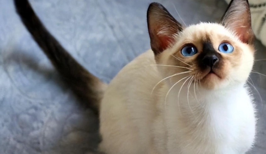 暹羅貓體重管理 暹羅貓體重管理