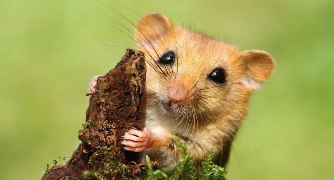 睡鼠斷奶方法 睡鼠斷奶方法