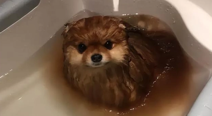 博美狗洗澡頻率