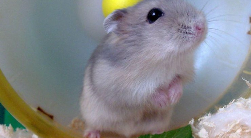 布丁鼠壽命 布丁鼠壽命