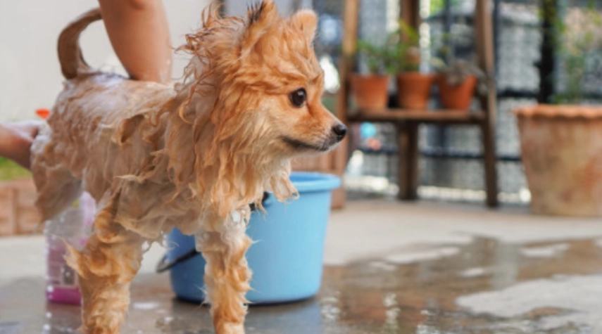 博美狗洗澡注意事項