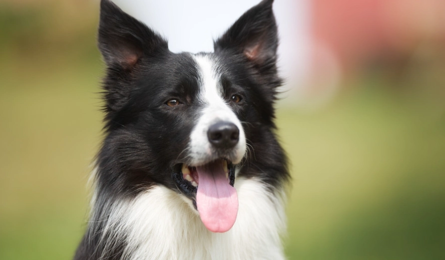 邊境牧羊犬適合公寓嗎