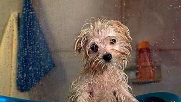 貴賓狗洗澡頻率