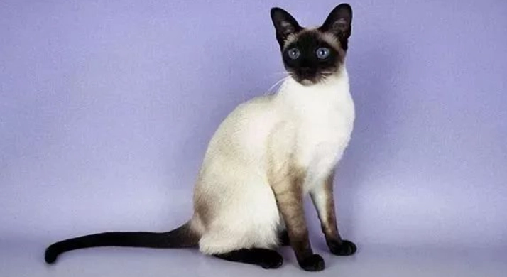 暹羅貓體重標準 暹羅貓體重標準