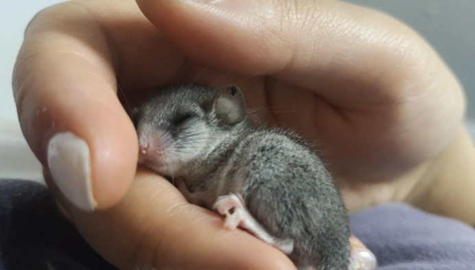 睡鼠斷奶方法 睡鼠斷奶方法