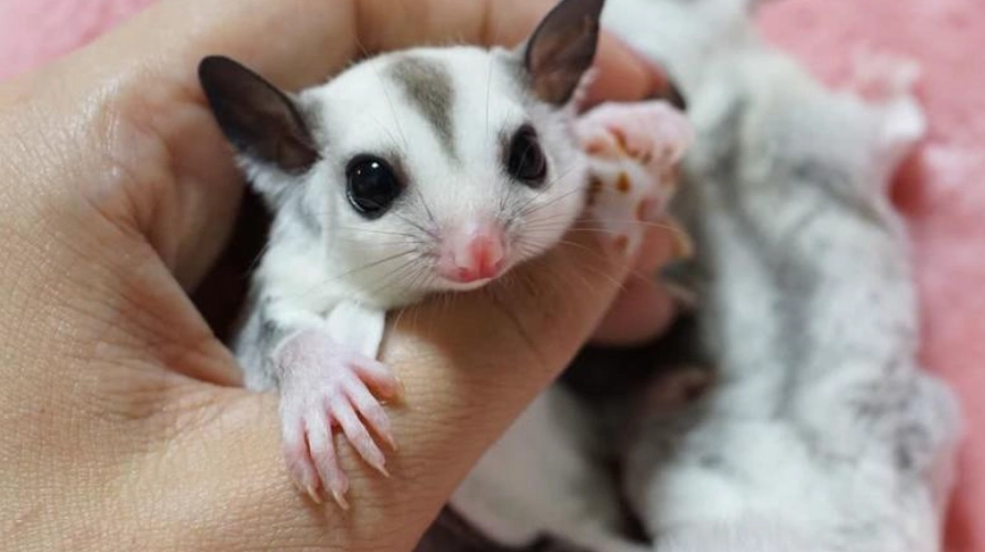 蜜袋鼯成長階段 蜜袋鼯成長階段
