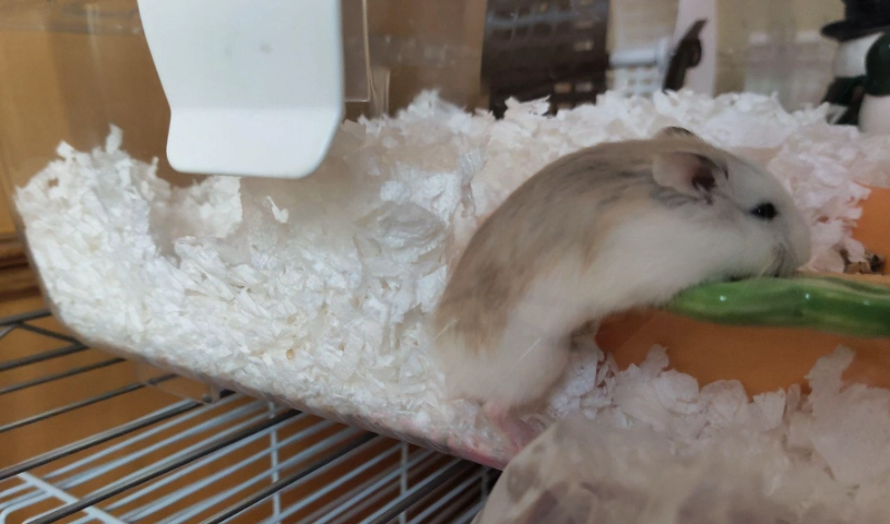 倉鼠老化症狀 倉鼠老化症狀